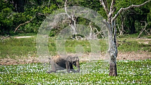 Male of Sri Lankan elephant. Elephas maximus maximus