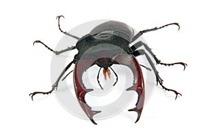 Male stag-beetle