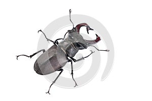 Male Stag Beetle Bug Insect. Close-up top view isolated on white