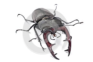 Male Stag Beetle Bug Insect. Closeup front view isolated on whit