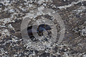 Male stag beetle with huge horns.