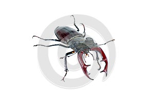 Male stag beetle isolated on white background
