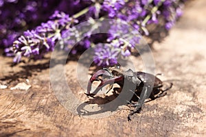 Male stag beetle. Large insect on a wooden board and against the background of a lavender branch. Nature, fauna