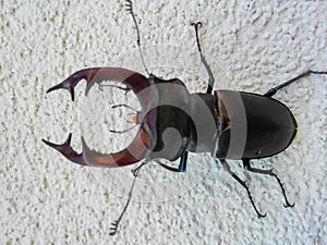 Male stag beetle ,Lucanus cervus, on natural background, listed in the Red Book