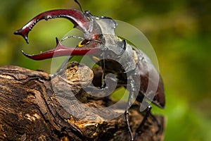 Male of the stag beetle, Lucanus cervus, sitting on oak tree. A rare and endangered beetle species with large mandibles, occurring