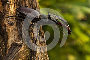 Male of the stag beetle, Lucanus cervus, sitting on oak tree. A rare and endangered beetle species with large mandibles, occurring