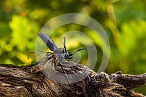 Male of the stag beetle, Lucanus cervus, sitting on oak tree. A rare and endangered beetle species with large mandibles, occurring