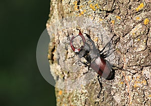 Male of the stag beetle, Lucanus cervus, sitting on oak tree