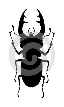 Male stag beetle silhouette. photo