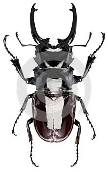 Male stag beetle on the white background