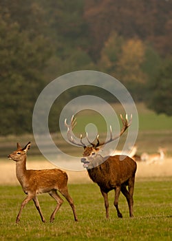 Male stag (buck) deer chasing female deer