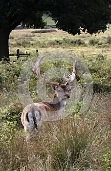 Male stag cautiously looking back