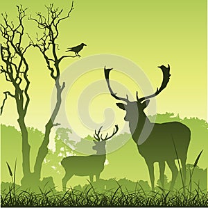 Male Stag Deer photo