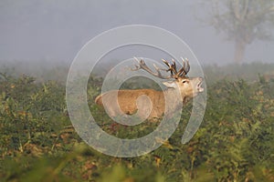 Male stag deer in countryside