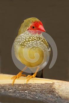 Male Star Finch From Australia