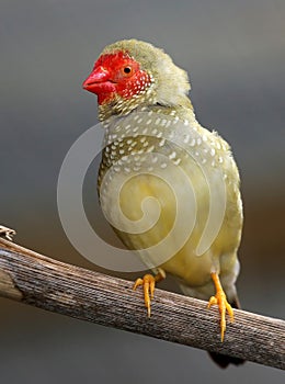 Male Star Finch Singing