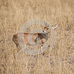 Male Steenbok