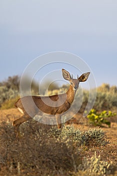 Male Steenbok