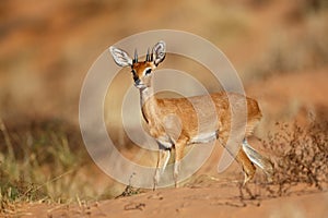 Male steenbok antelope - Kalahari desert