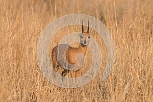 Male Steenbok Portrait ears back