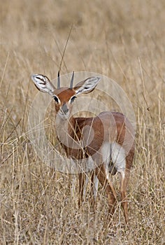 Male Steenbok (Raphicerus campestris)