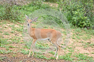 Male Steenbok (Raphicerus campestris) photo