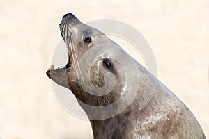 Male steller sea lion on a clear background