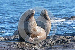 Male Steller Sea Lion Eumetopias jubatus photo