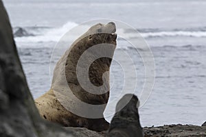 A male Steller sea lion sitting on sandy beach on a summer day