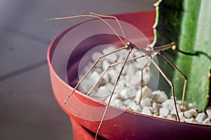 male stick insec in a plant pot with copy space, Phasmatidae