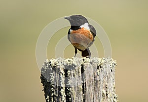 Male stonechat at the innkeeper photo