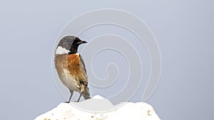Male Stonechat on Rock