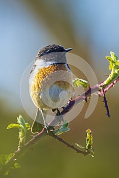 Male Stonechat, Saxicola rubicola, bird singing