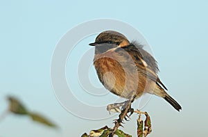 A male Stonechat, Saxicola rubicola, perching on a thorn bush. It is hunting for insects to eat.