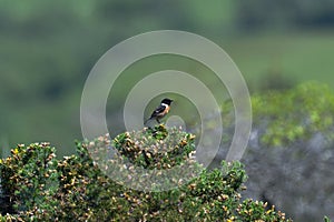 Male Stonechat sitting