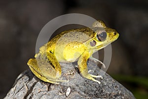 Male Stoney Creek Frog