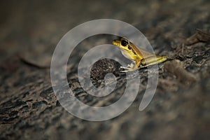 Male Stony-creek Frog near Kuranda, Queensland