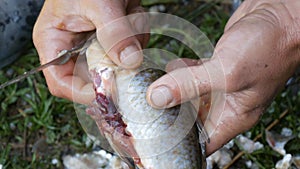 Male strong hands of a fisherman cuts off the head with a knife freshly caught live fish close up view