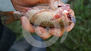 Male strong hands of a fisherman cuts off the head with a knife freshly caught live fish close up view