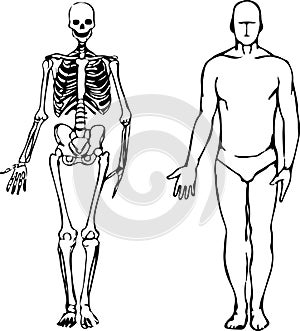 Male structurally draw and in the shape of a skeleton with a pencil photo