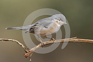 Male of subalpine warbler. Sylvia Cantillans, on her hanger