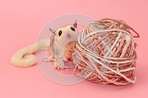 Male sugar glider leucistic . Petaurus breviceps, on pink b