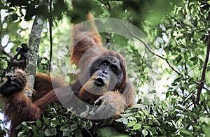 Male Sumatran orangutan Pongo abelii in rain forest trees