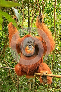 Male Sumatran orangutan Pongo abelii sitting on a bamboo in Gu