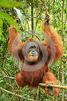 Male Sumatran orangutan Pongo abelii sitting on a bamboo in Gunung Leuser National Park, Sumatra, Indonesia