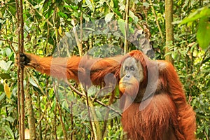 Male Sumatran orangutan standing on the ground in Gunung Leuser photo