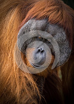Male Sumatran Orangutan portrait photo