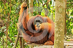 Male Sumatran orangutan sitting on a platform in Gunung Leuser N