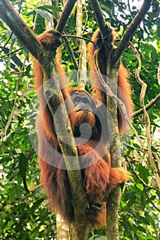 Male Sumatran orangutan sitting in a tree in Gunung Leuser National Park, Sumatra, Indonesia