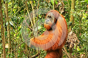 Male Sumatran orangutan standing on the ground in Gunung Leuser